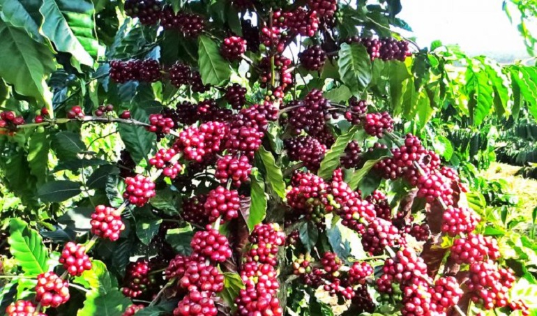 Ảnh khách hàng